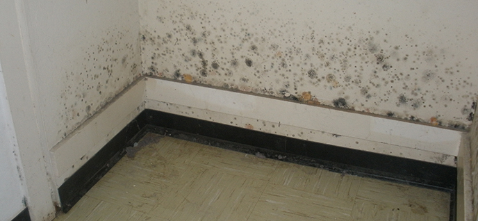 How To Remove Mold In Your Bathroom - Groomed Home